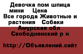 Девочка пом шпица мини  › Цена ­ 30 000 - Все города Животные и растения » Собаки   . Амурская обл.,Свободненский р-н